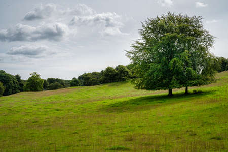 A tree in an green field in summer in Irelandの写真素材