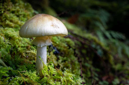 Mushroom growing in moss on the damp woodland floor in autumn