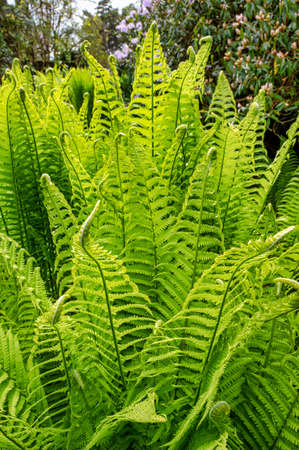 Green ferns going in a garden in Irelandの写真素材