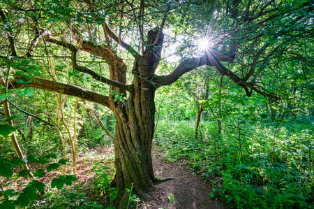 Sun light shining through the leaves of an old tree in Englandの写真素材