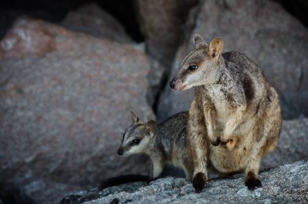 Yellow Footed Rock Wallaby with joey sitting on a rock の写真素材