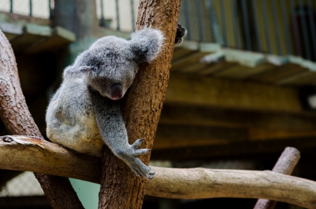 Koala sleeping on a branchのeditorial素材