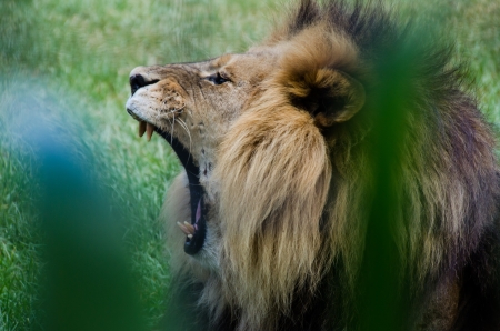 Lion yawningの写真素材