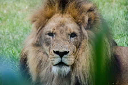 Scarred lion staring at the viewerの写真素材