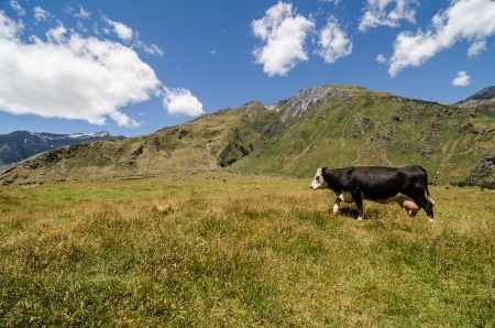 Cow walks on a green hill with mountains at the backgroundの写真素材