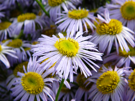 A bush of purple daisies in the garden