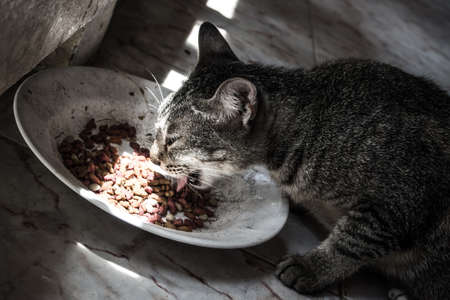 Hungry Catの写真素材