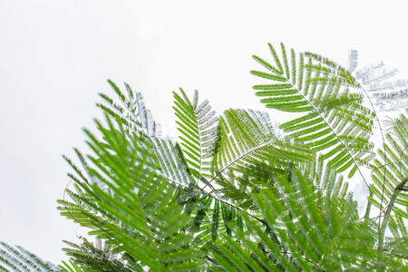 greenleaf in the sky