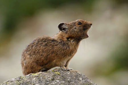 An American pika on a rock squeaks at Whistler - Blackcomb mountains, British Columbia, Canada.の写真素材