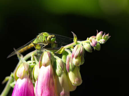 A Common Green Darner dragonfly (Anax junius) sitting on foxglove (Digitalis purpurea) flowers on a dark backgroundの写真素材