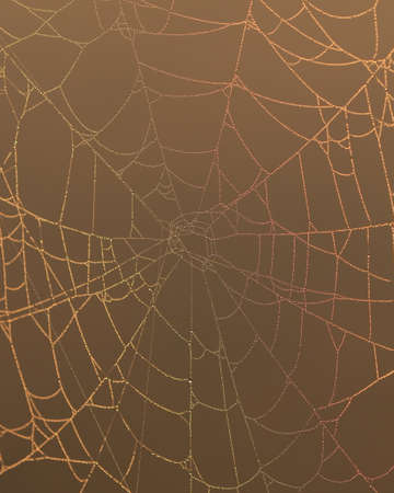 A spiderweb at dawn with dew that is catching the sunrise light and showing the colours of a...