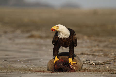 A Bald Eagle (Haliaeetus leucocephalus) eating the bloody remains of a beached seal on Chesterman Beach in Tofino, BC, Canada. It has blood on its beak.の写真素材