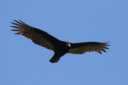 A Turkey Vulture in flight with a blue sky background. Taken in Victoria, British Columbia, Canada.