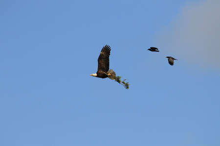An adult Bald Eagle carrying a large branch in its talons flying and being chased by two crows. Taken in Victoria, British Columbia, Canada.の写真素材