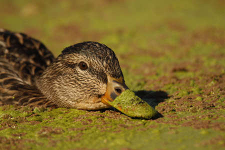 A close up of a female Mallard duck (Anas platyrhynchos) dabbling in green and brown algae on the surface of a lake with algae on its bill. Taken in Victoria, British Columbia, Canada.の写真素材