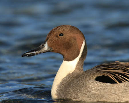 A close up of the head and feather detail of a male Northern Pintail duck (anas acuta) in side profile against a blue water background. Taken in Victoria, British Columbia, Canada.の素材 [FY310187244265]