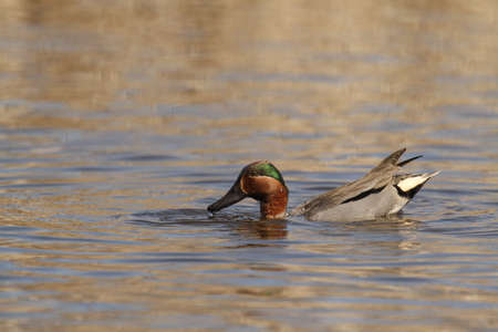 A Green-winged Teal duck (Anas carolinensis) dipping its body into the water. Taken in Victoria,...