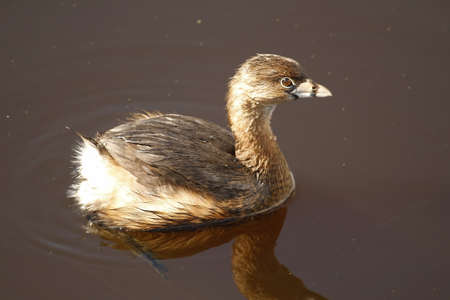 A side view of a Pied-billed Grebe (Podilymbus podiceps) swimming in water. Taken in Victoria, British Columbia, Canada.の写真素材