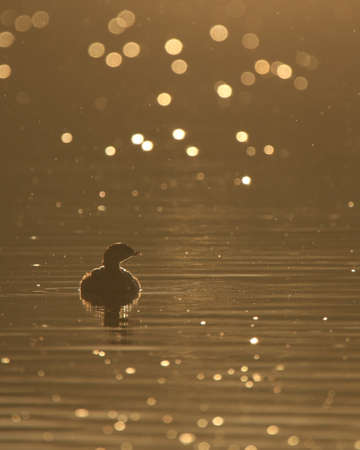 A silhouette with rim lighting of a Pied-billed Grebe (Podilymbus podiceps) swimming in water with sun sparkling and reflecting off rain drops. Taken in Victoria, British Columbia, Canada.の写真素材