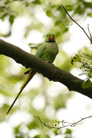 Close-up of a single Rose-ringed Parakeet on a tree branch in a park. Taken in Amsterdam,...