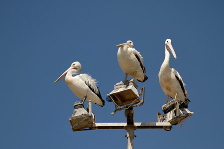 Three Australian Pelicans (Pelecanus conspicillatus) perched on a parking lot light post with blue sky background. Taken in Port Macquarie, NSW, Australia.の写真素材