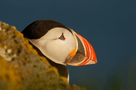 A single Atlantic Puffin (Fratercula arctica) peeking out from behind a rock, with eye closed, showing facial detail. Taken at the Latrabjarg bird cliffs in the Westfjords of Iceland.の写真素材