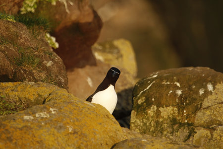 Single Razorbill looking curiously at the camera while standing among rocks. Taken at the Latrabjarg bird cliffs in the Westfjords of Iceland.の写真素材