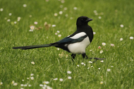 Single Eurasian Magpie walking through grass field with small white flowers. Taken in Amsterdam, the Netherlands.の写真素材