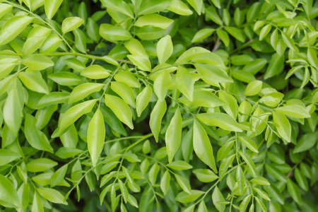 spring green leaf background