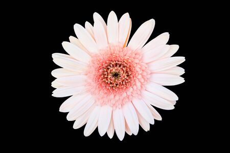 light pink gerbera isolated on black backgroundの写真素材