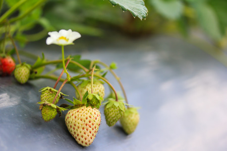 strawberry plantの写真素材