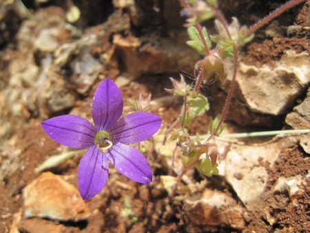 A purple flowerの写真素材