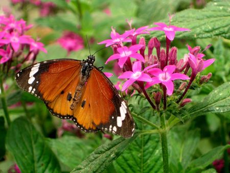 Butterfly on a flowerの写真素材