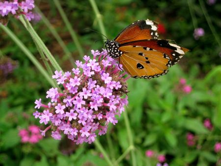 Butterfly on a flowerの写真素材