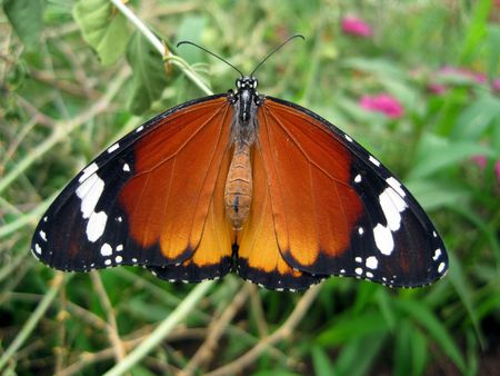 Butterfly on a flowerの写真素材