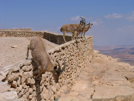 Deers at Ramon Crater, Israelの写真素材
