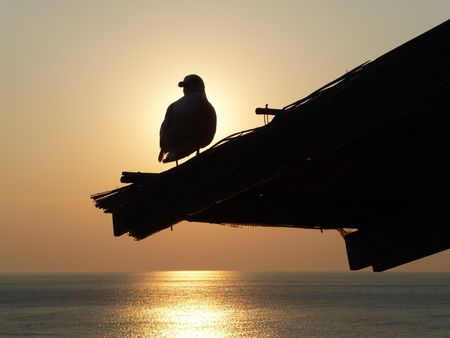 A bird at sunsetの写真素材