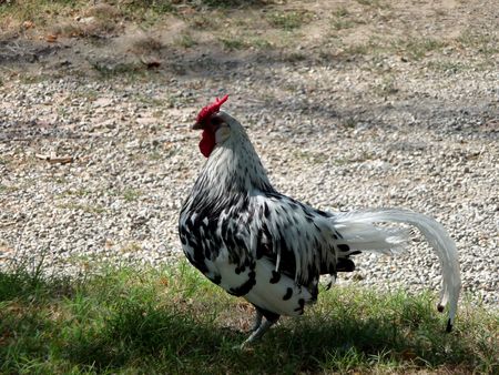 Roosterの写真素材