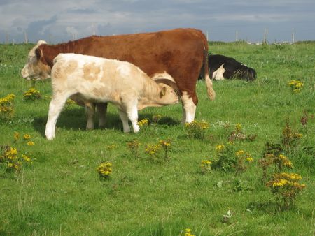 A cow sucking milk from her mother, in Irelandの写真素材