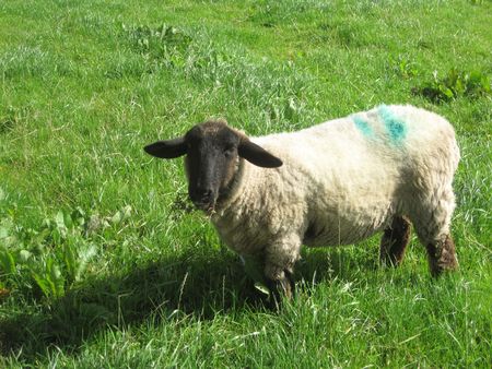 Sheep grazing on the grass in Irelandの写真素材