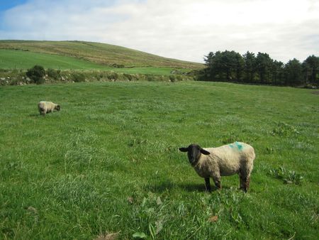 Sheep grazing on the grass in Irelandの写真素材