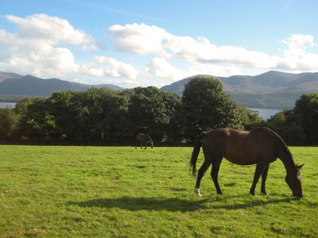 A horse on the grass overlooking the lakes in Aghadoe Heights, Killarney, Irelandの写真素材