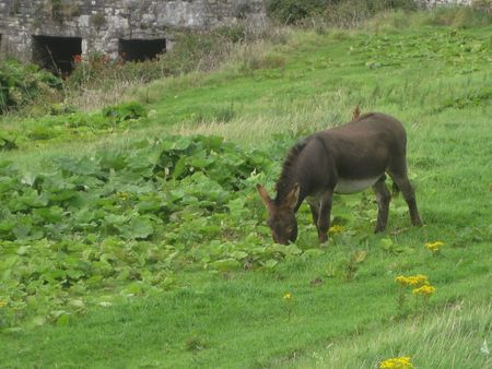 A donkey grazing, in Doolin, Irelandの写真素材