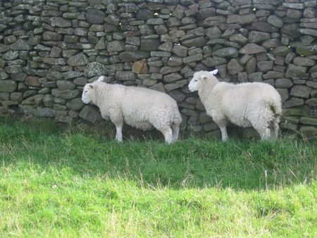 Two English sheep near the wall, Peak District National Park, Manchester, Englandの写真素材