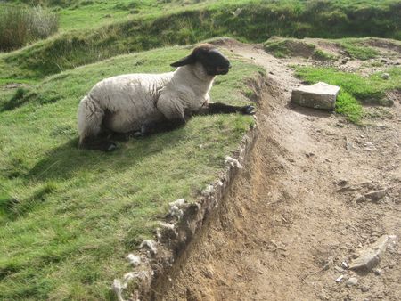 An English sheep laying near the route, Peak District National Park, Manchester, Englandの写真素材