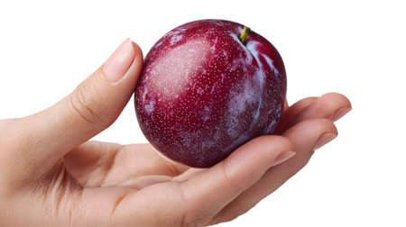 Female hand holding a plum isolated on white background. Clipping pathの素材