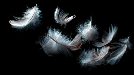 Feathers on a black background, close-up, macroの素材