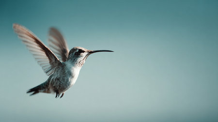 Rufous-throated Hummingbird flying in the skyの素材
