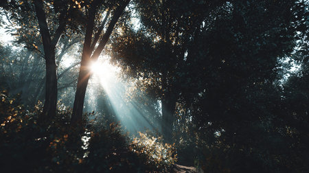 Sun rays shining through the trees in the forest. Beautiful nature backgroundの素材