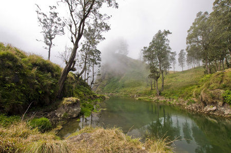 green forest with fog and trees reflecting in water の写真素材